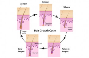 Have you ever wondered how your hair grows?